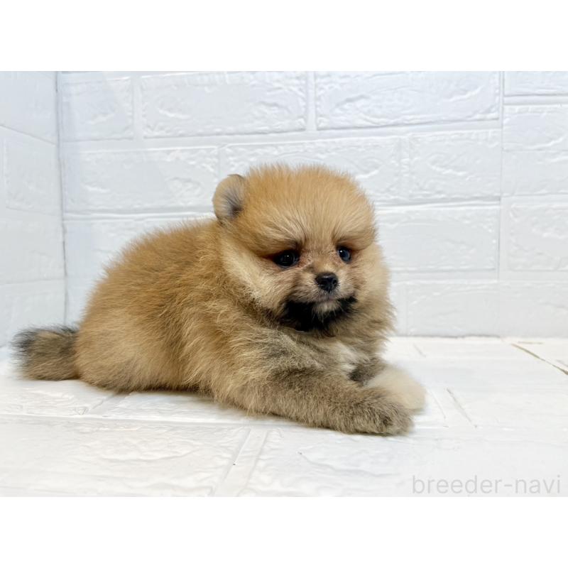 販売中の山口県のポメラニアン-408435の4枚目