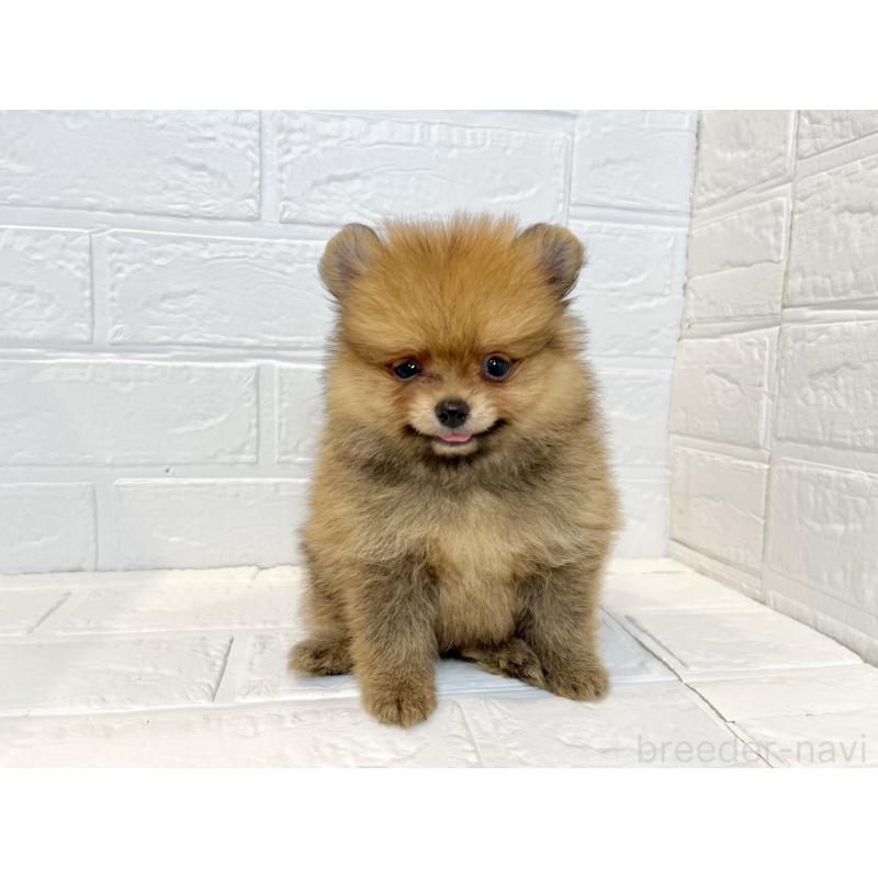 販売中の山口県のポメラニアン-408436の2枚目