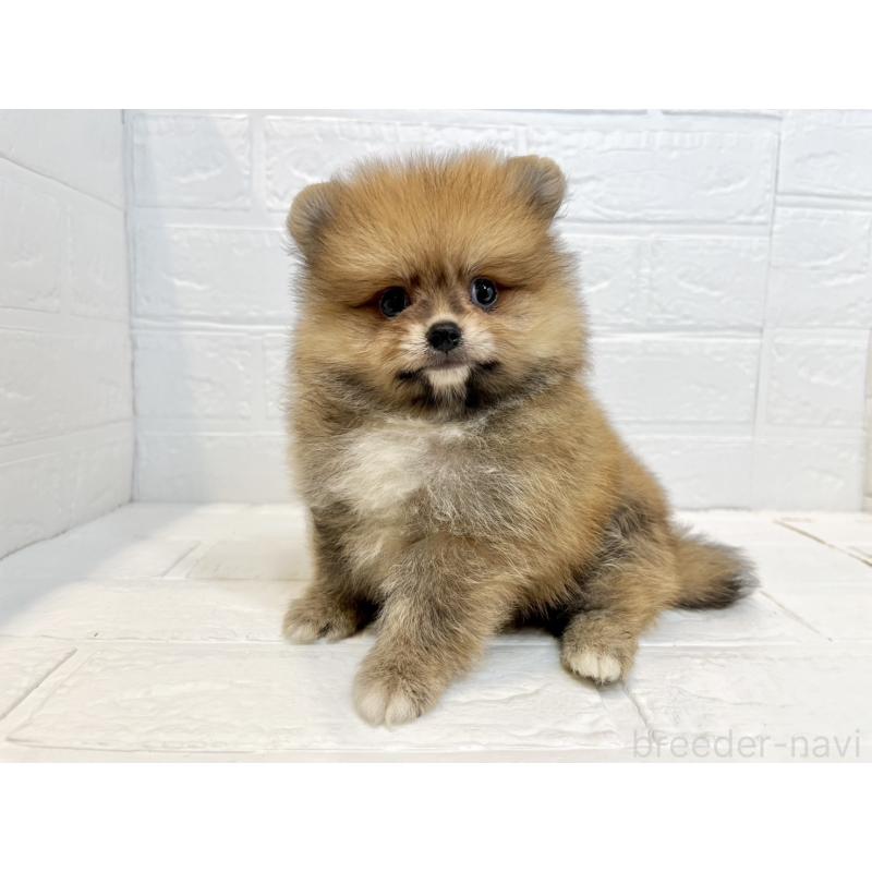 販売中の山口県のポメラニアン-408437の5枚目