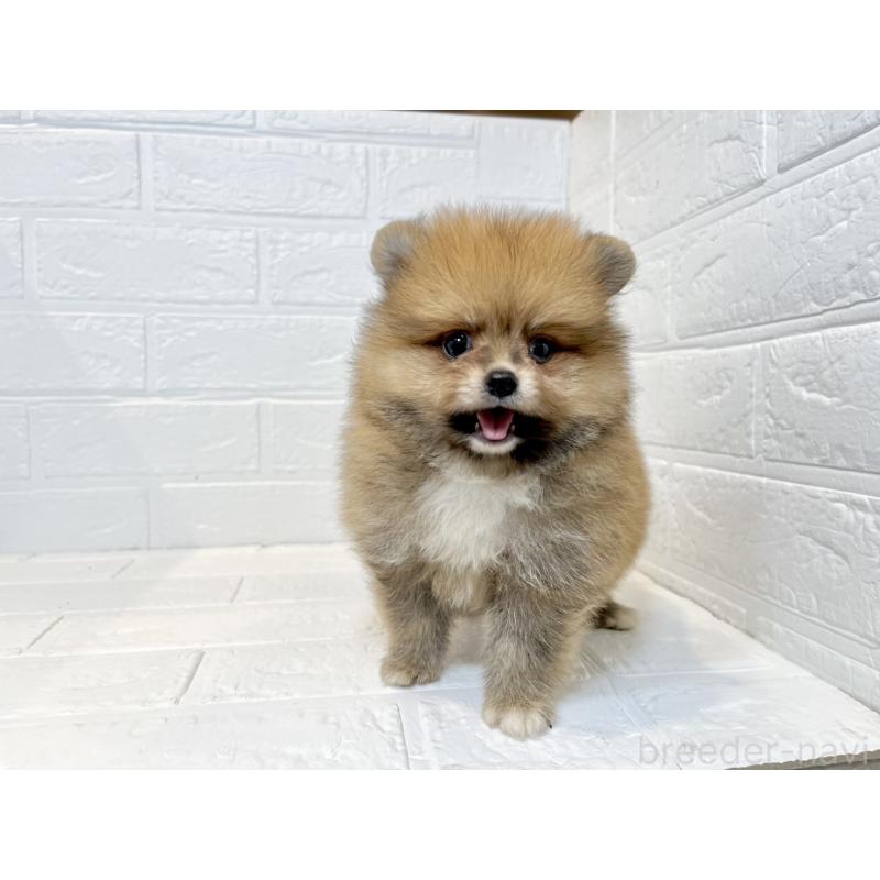 販売中の山口県のポメラニアン-408437の2枚目