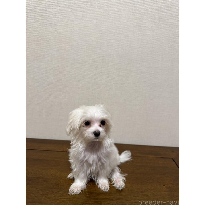 販売中の広島県のマルチーズ-400379の9枚目