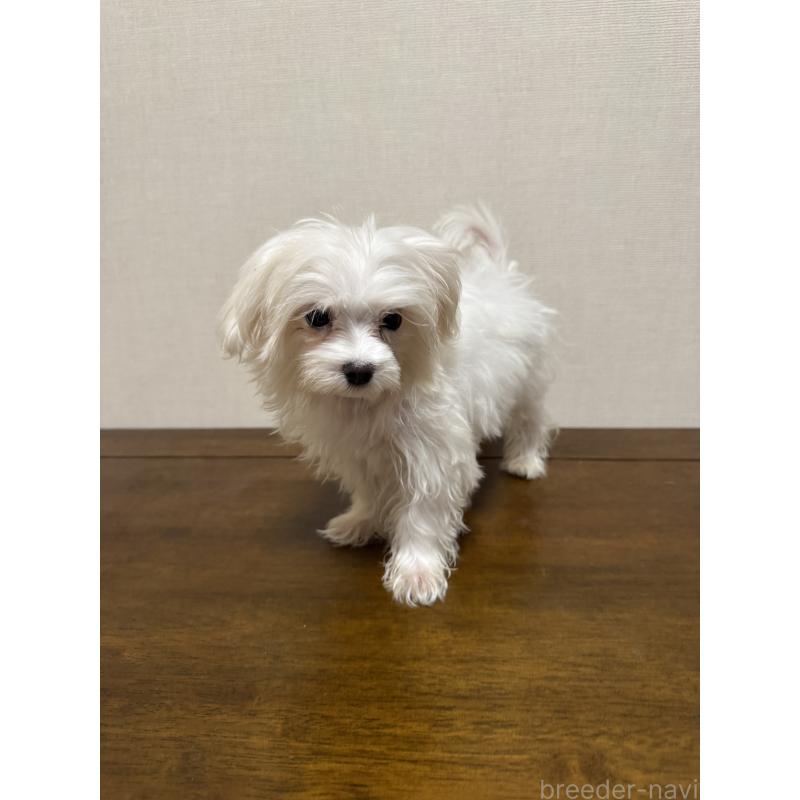 販売中の広島県のマルチーズ-400379の2枚目