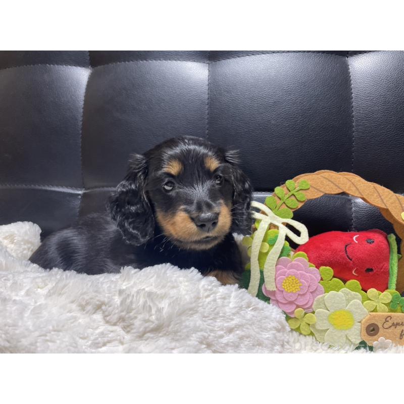 成約済の岐阜県のミニチュアダックスフンド(ロングヘアード)-404494の15枚目