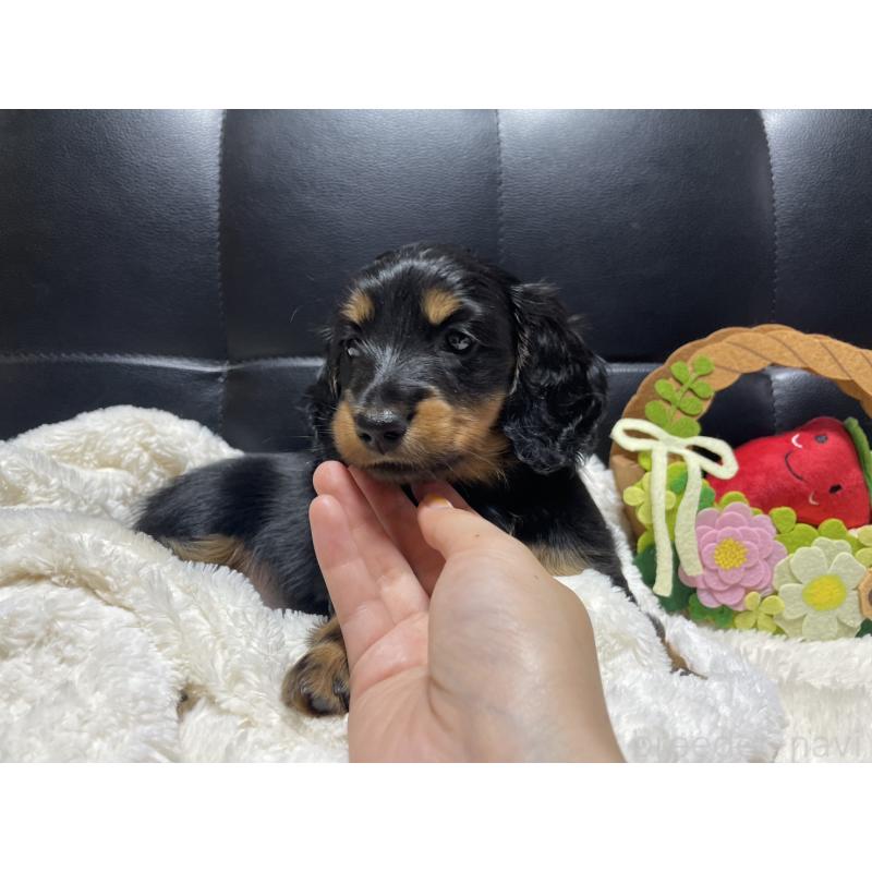 成約済の岐阜県のミニチュアダックスフンド(ロングヘアード)-404494の14枚目