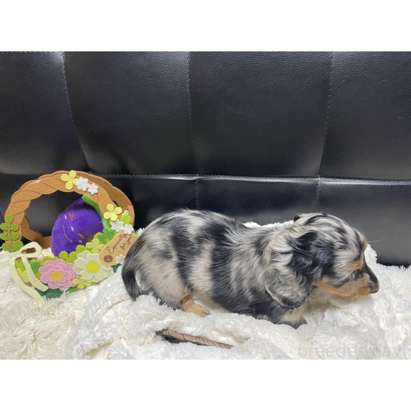 成約済の岐阜県のミニチュアダックスフンド(ロングヘアード)-404490の14枚目