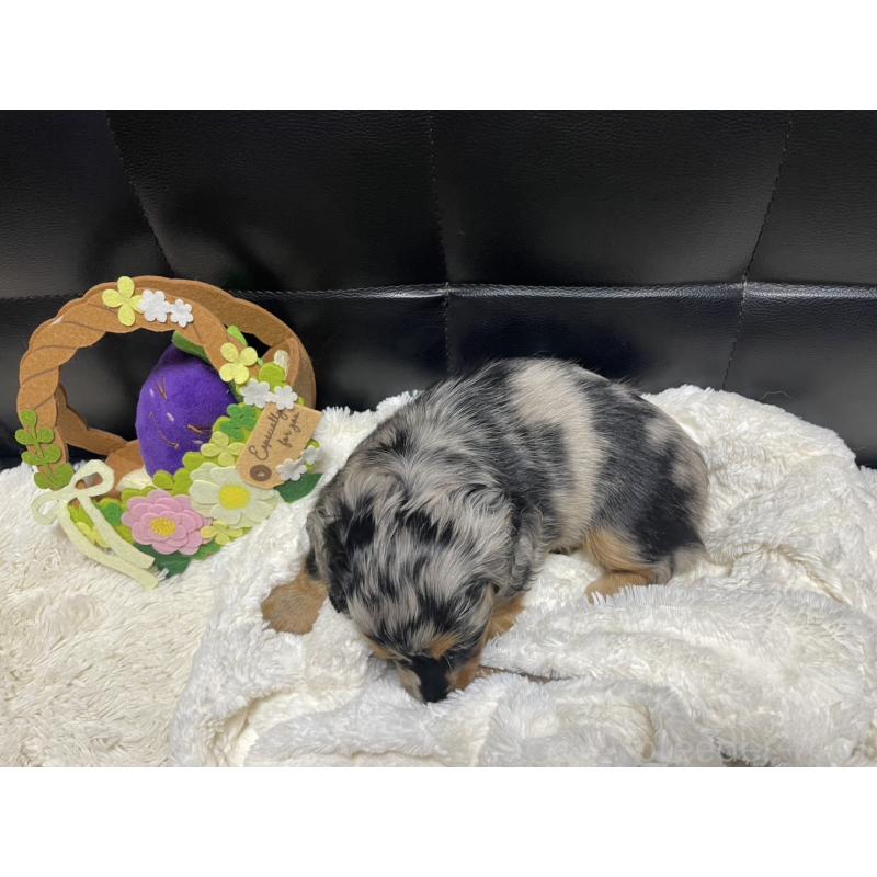 成約済の岐阜県のミニチュアダックスフンド(ロングヘアード)-404490の13枚目