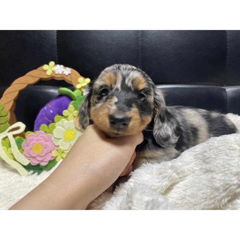 成約済の岐阜県のミニチュアダックスフンド(ロングヘアード)-404490の12枚目