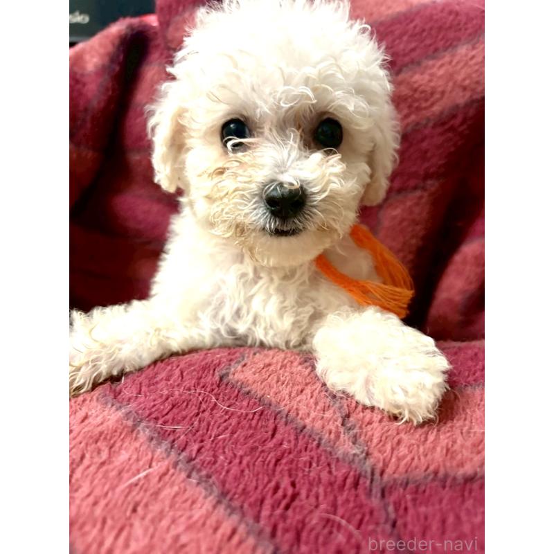 販売中の東京都のミックス犬-404061の18枚目