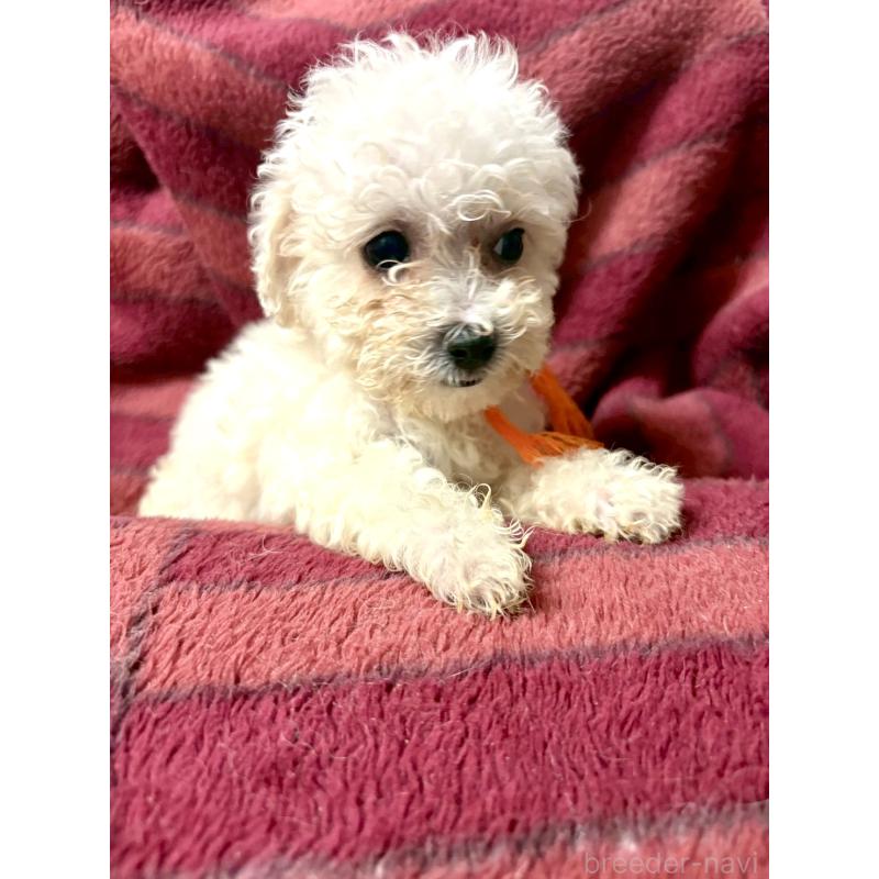 販売中の東京都のミックス犬-404061の16枚目