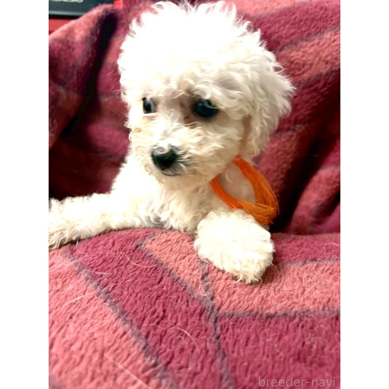 販売中の東京都のミックス犬-404061の15枚目