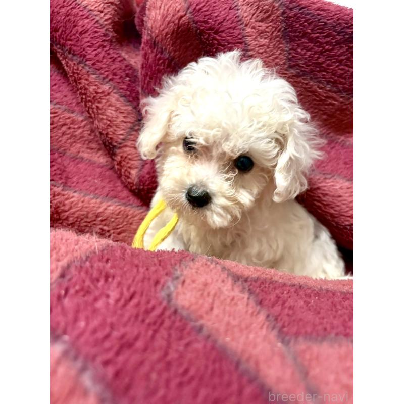 成約済の東京都のミックス犬-404059の5枚目