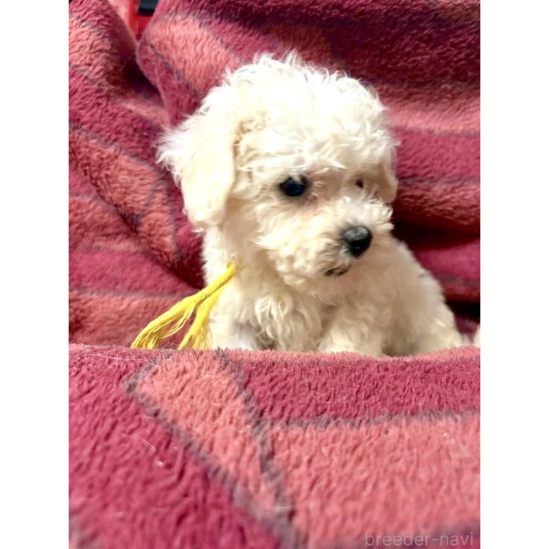 成約済の東京都のミックス犬-404059の4枚目