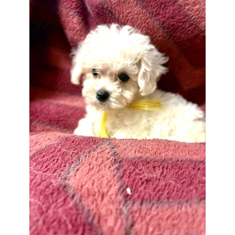 成約済の東京都のミックス犬-404059の3枚目