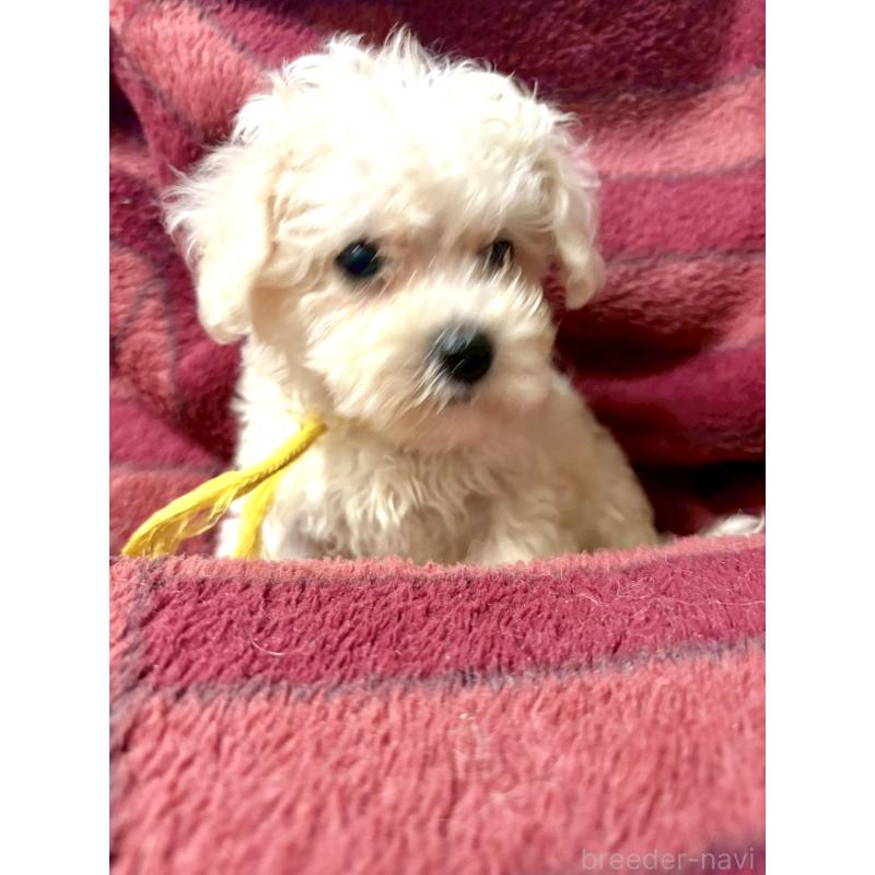 販売中の東京都のミックス犬-404059
