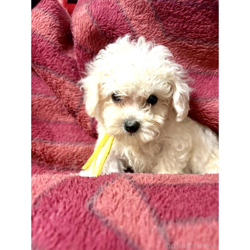 成約済の東京都のミックス犬-404059の2枚目