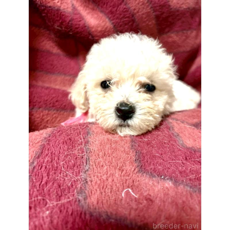 販売中の東京都のミックス犬-404064