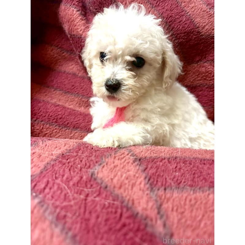 販売中の東京都のミックス犬-404064の15枚目