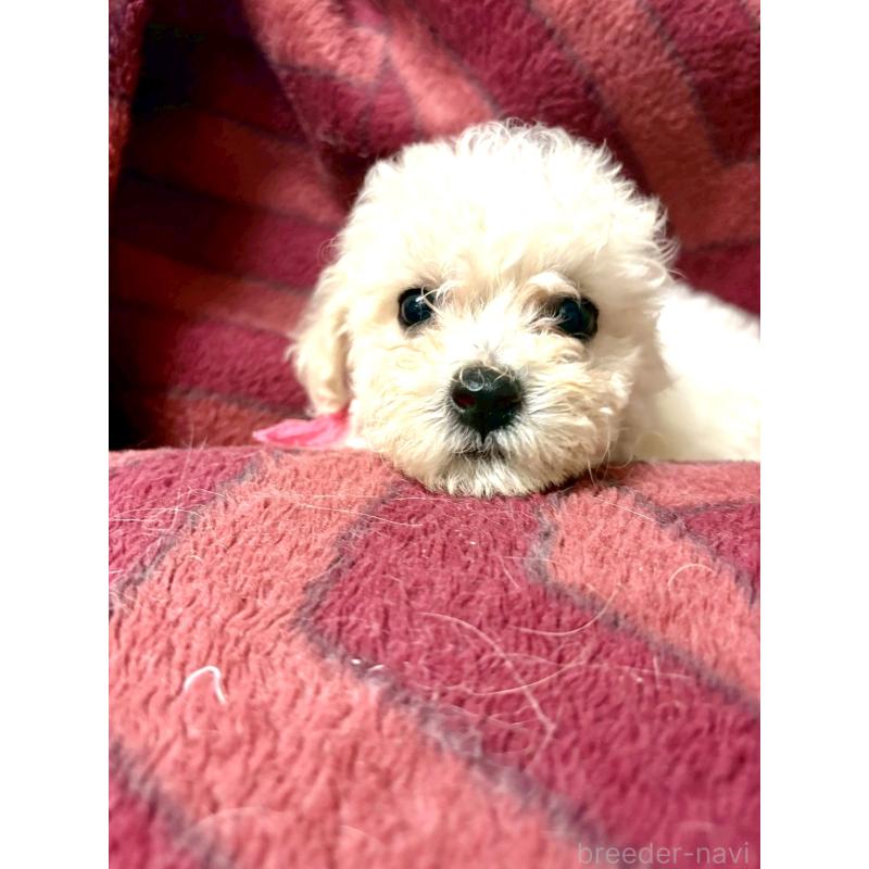 販売中の東京都のミックス犬-404064の13枚目