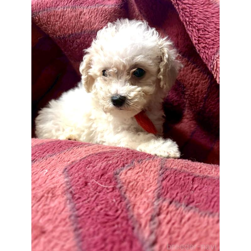 販売中の東京都のミックス犬-404067の10枚目