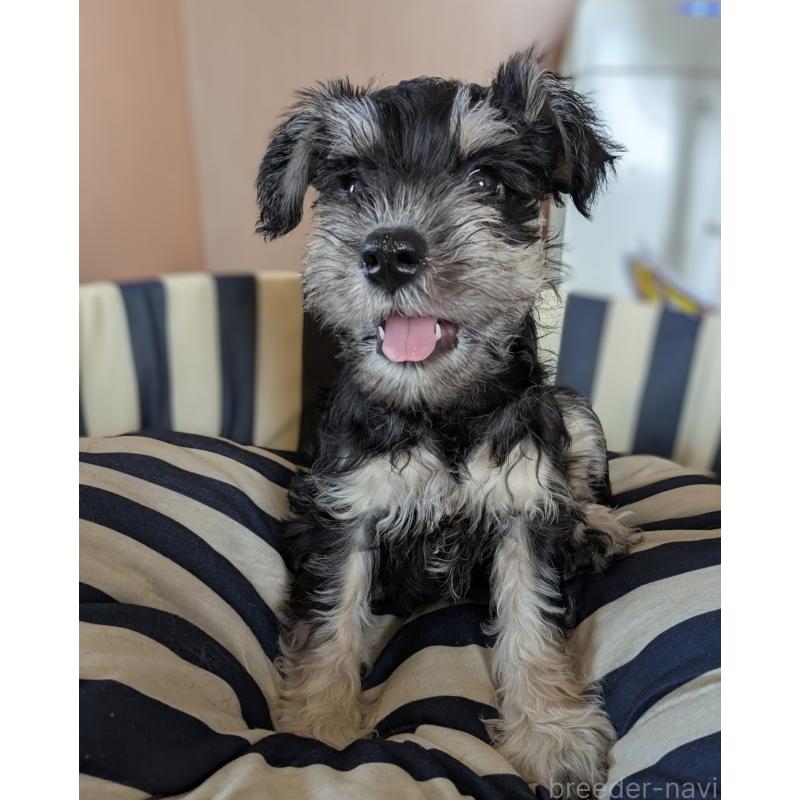 成約済の群馬県のミニチュアシュナウザー-404031の4枚目