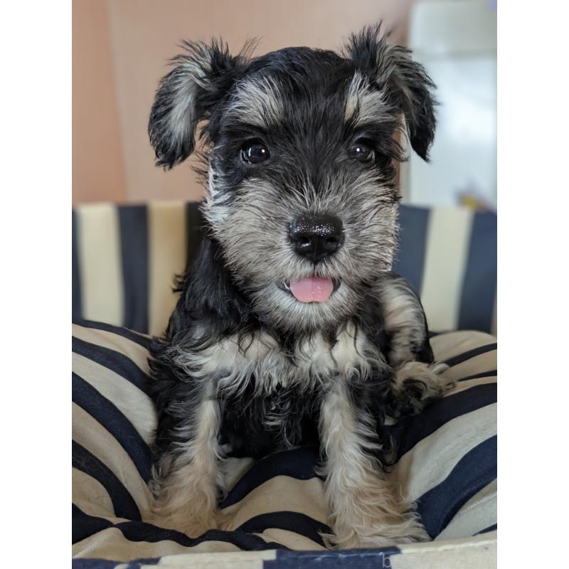 成約済の群馬県のミニチュアシュナウザー-404031の3枚目