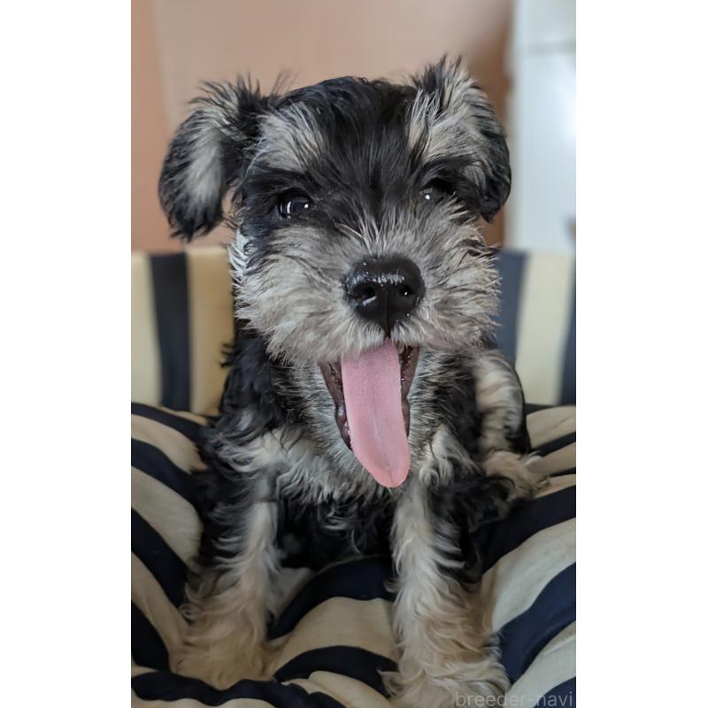 成約済の群馬県のミニチュアシュナウザー-404031の2枚目