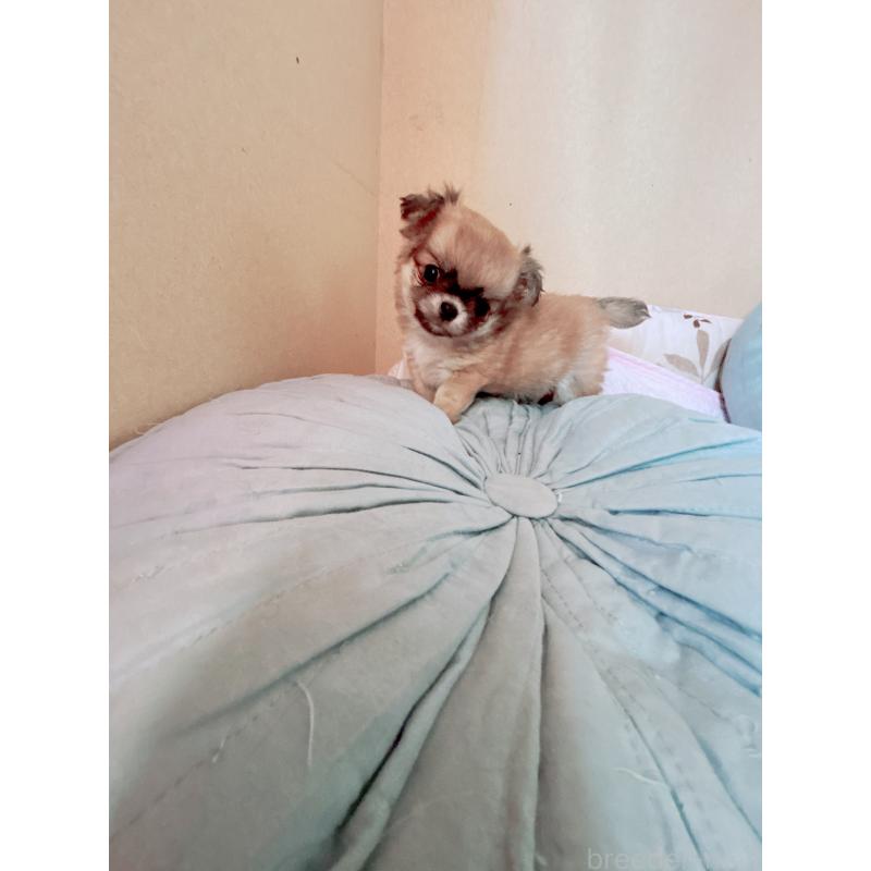 成約済の香川県のチワワ(ロングコート)-405892の4枚目