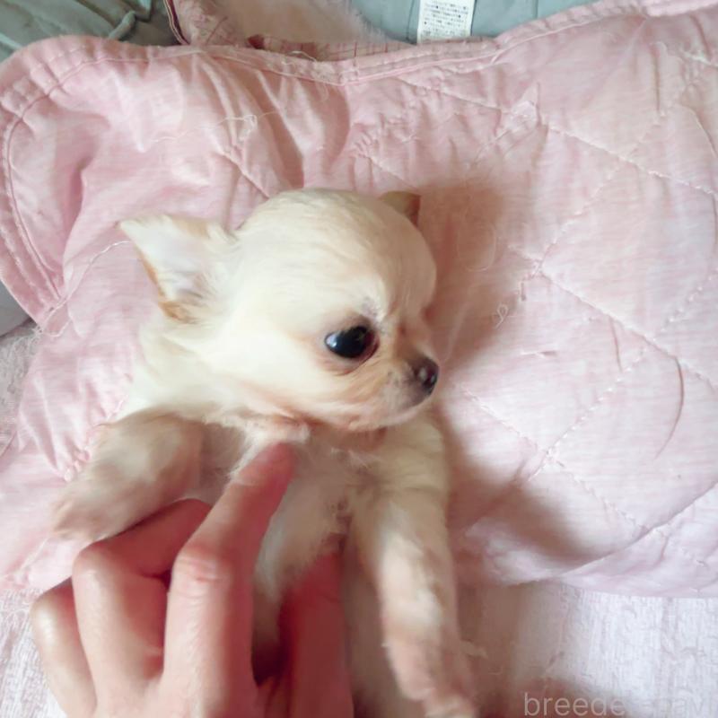 成約済の香川県のチワワ(ロングコート)-405893の5枚目