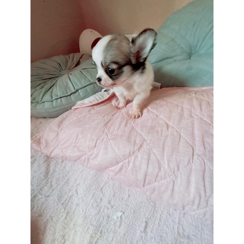 成約済の香川県のチワワ(ロングコート)-405897の5枚目