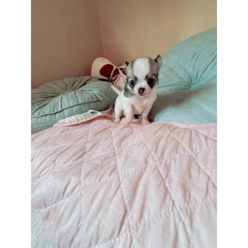 成約済の香川県のチワワ(ロングコート)-405897の4枚目