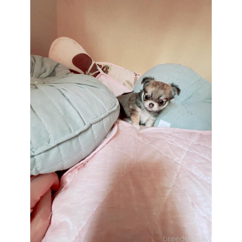 成約済の香川県のチワワ(ロングコート)-405900の4枚目