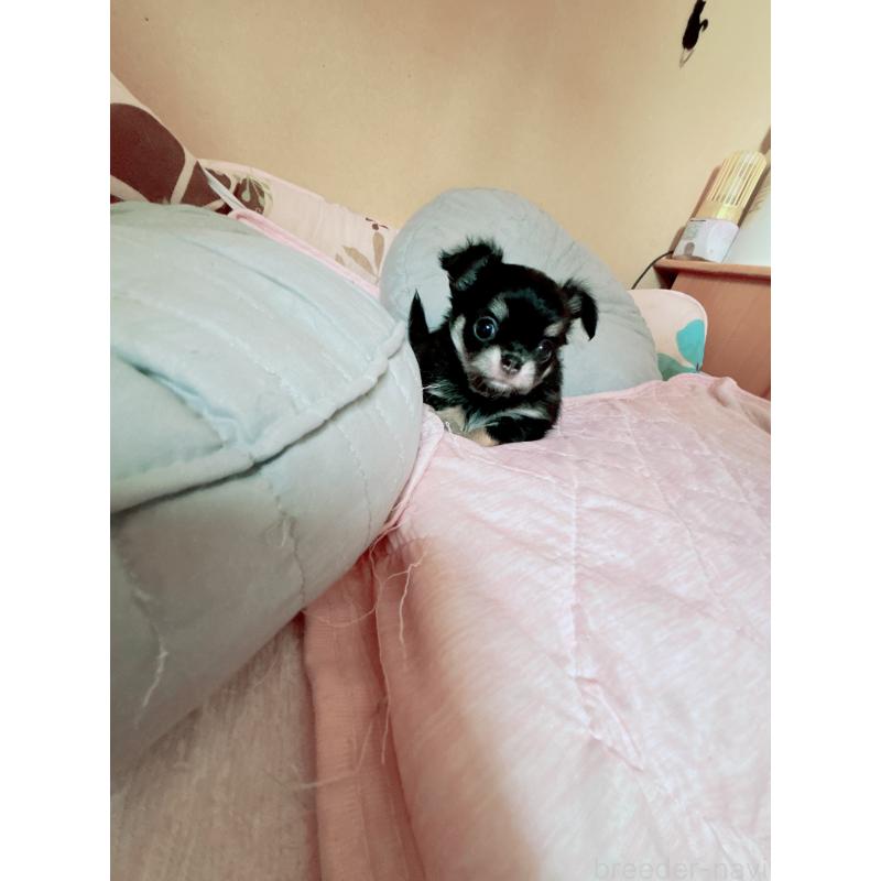 成約済の香川県のチワワ(ロングコート)-405899の5枚目