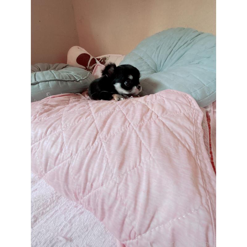 成約済の香川県のチワワ(ロングコート)-405899の4枚目