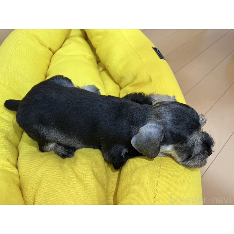 販売中の静岡県のミニチュアシュナウザー-408753の4枚目