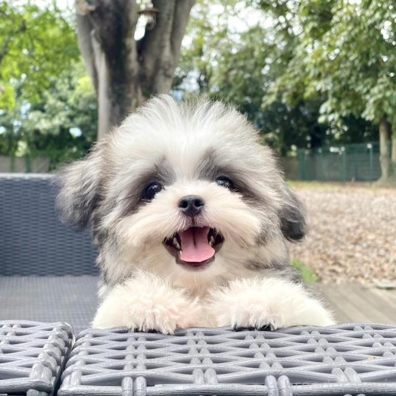 販売中の山梨県のミックス犬-408755の1枚目
