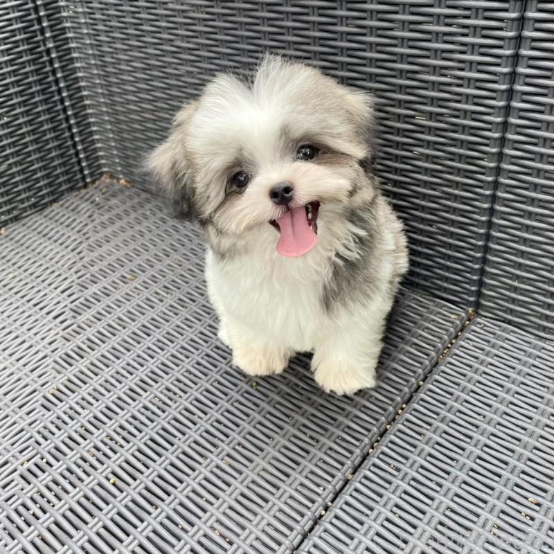 販売中の山梨県のミックス犬-408755の8枚目