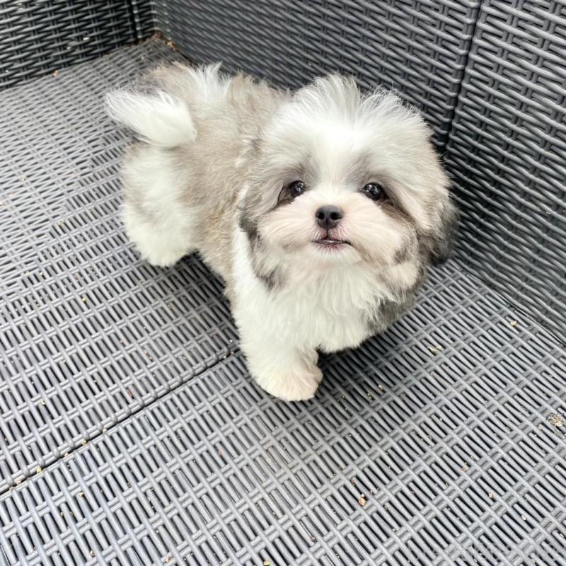 販売中の山梨県のミックス犬-408755の7枚目