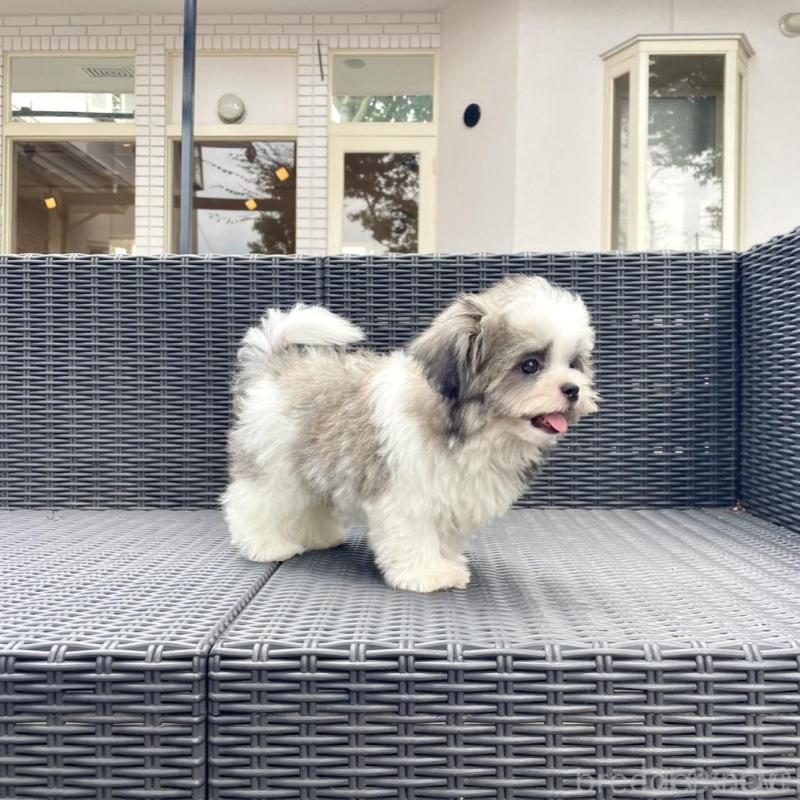 販売中の山梨県のミックス犬-408755の6枚目