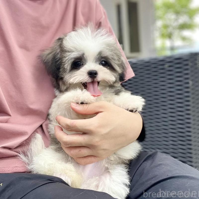 販売中の山梨県のミックス犬-408755の5枚目