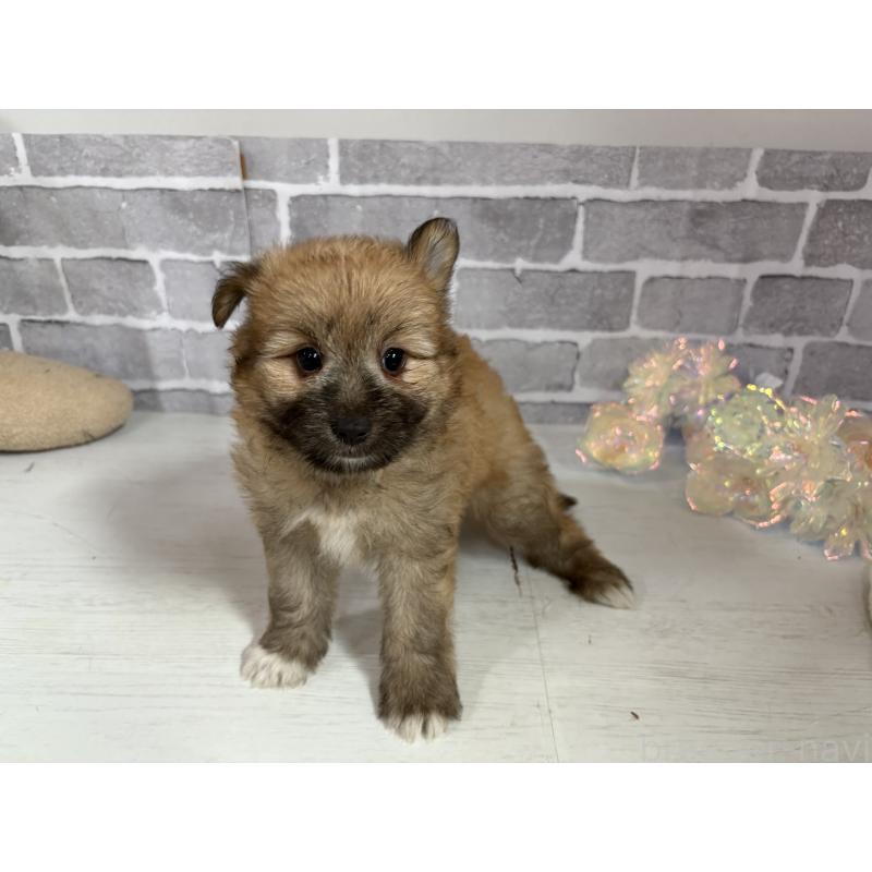 販売中の東京都のミックス犬-408770の18枚目
