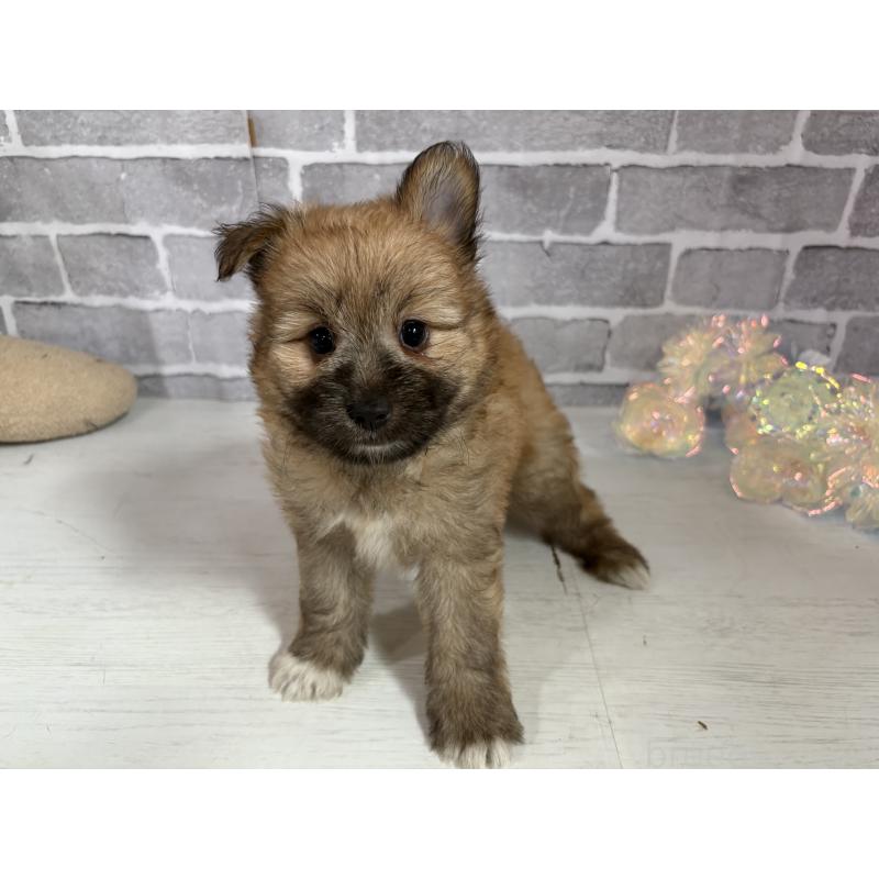 販売中の東京都のミックス犬-408770の17枚目