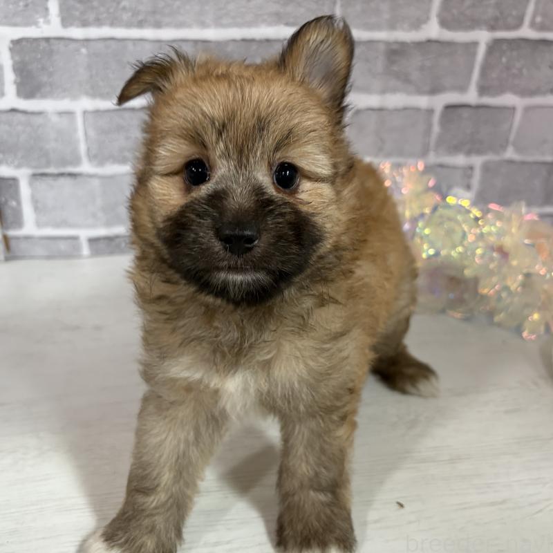 販売中の東京都のミックス犬-408770の16枚目