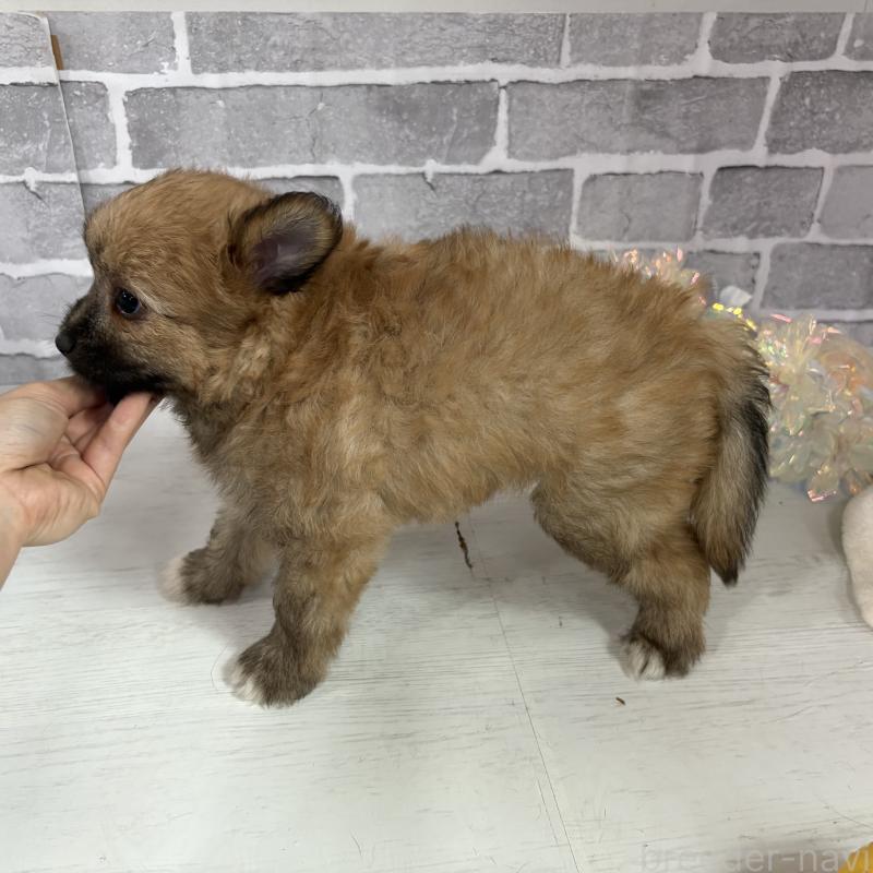 販売中の東京都のミックス犬-408770の15枚目