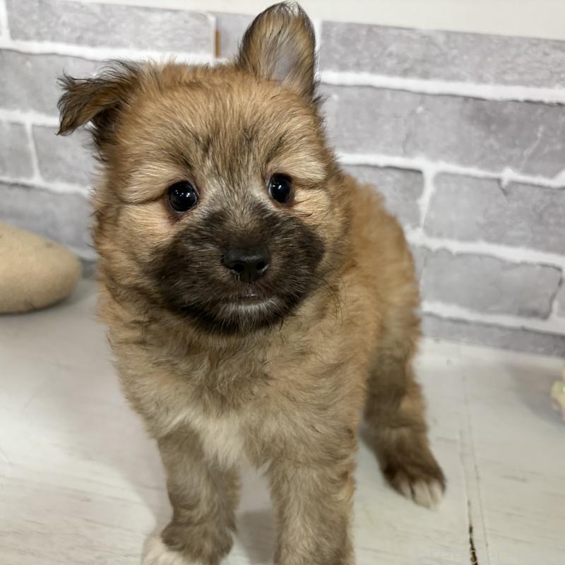 販売中の東京都のミックス犬-408770の14枚目