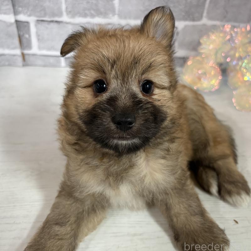 販売中の東京都のミックス犬-408770の12枚目