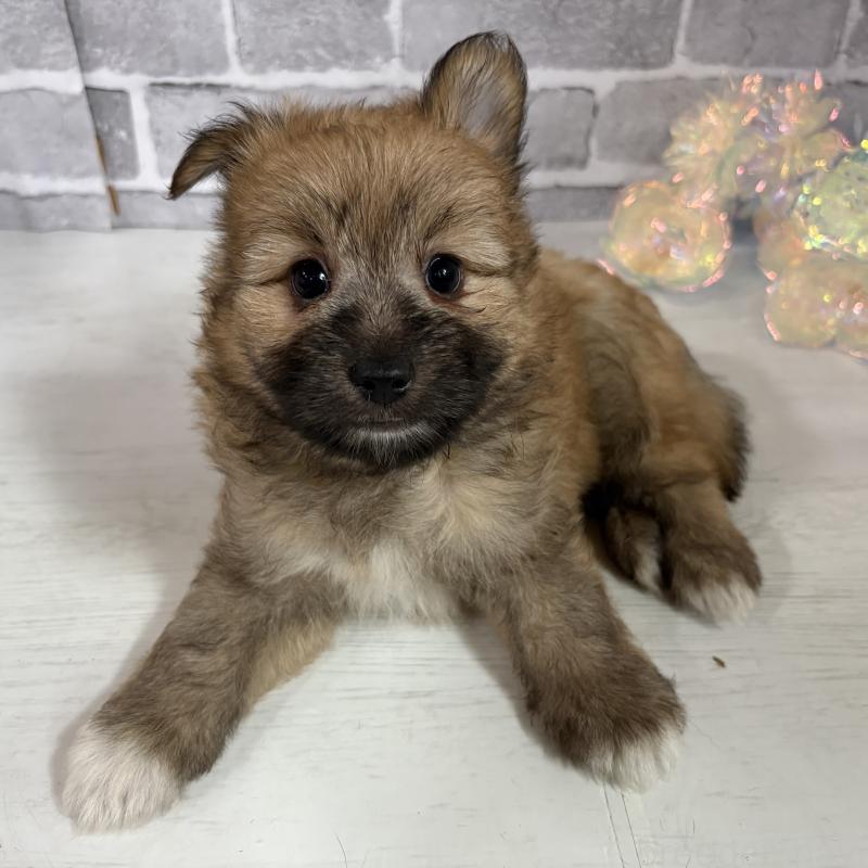 販売中の東京都のミックス犬-408770の1枚目
