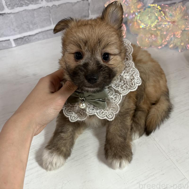 販売中の東京都のミックス犬-408770の11枚目