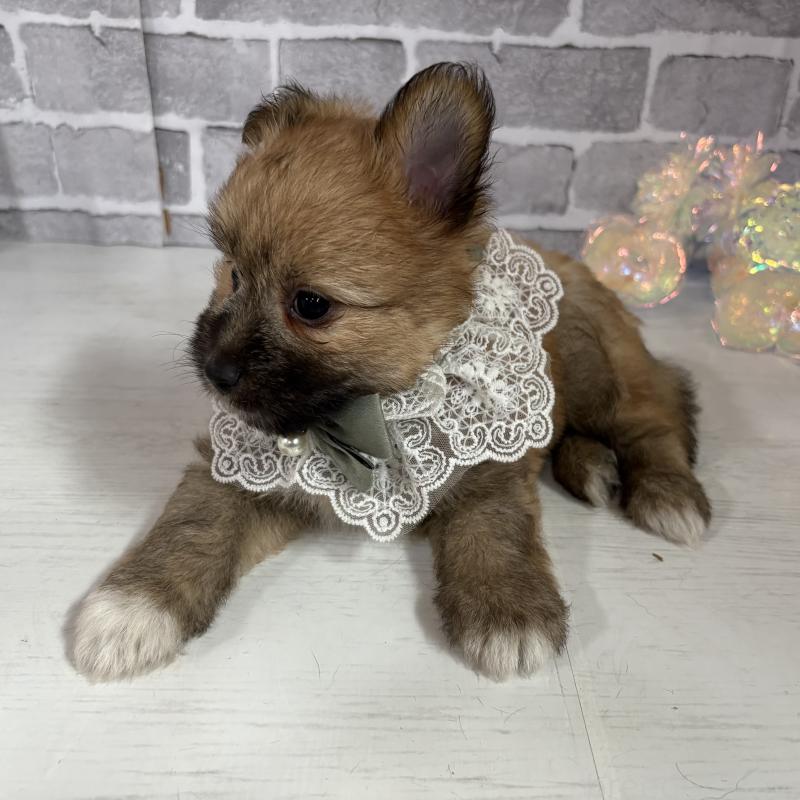 販売中の東京都のミックス犬-408770の10枚目