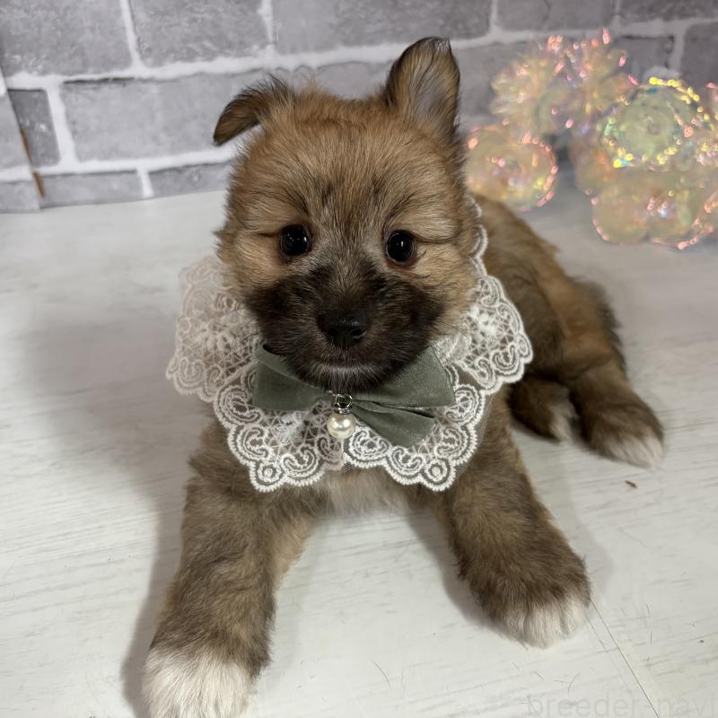 販売中の東京都のミックス犬-408770の9枚目