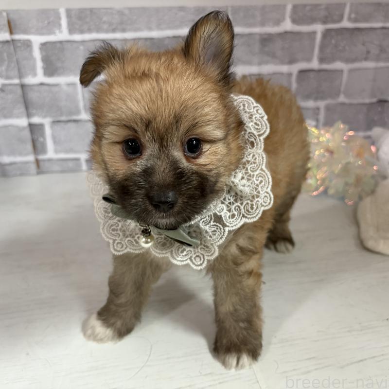 販売中の東京都のミックス犬-408770の8枚目